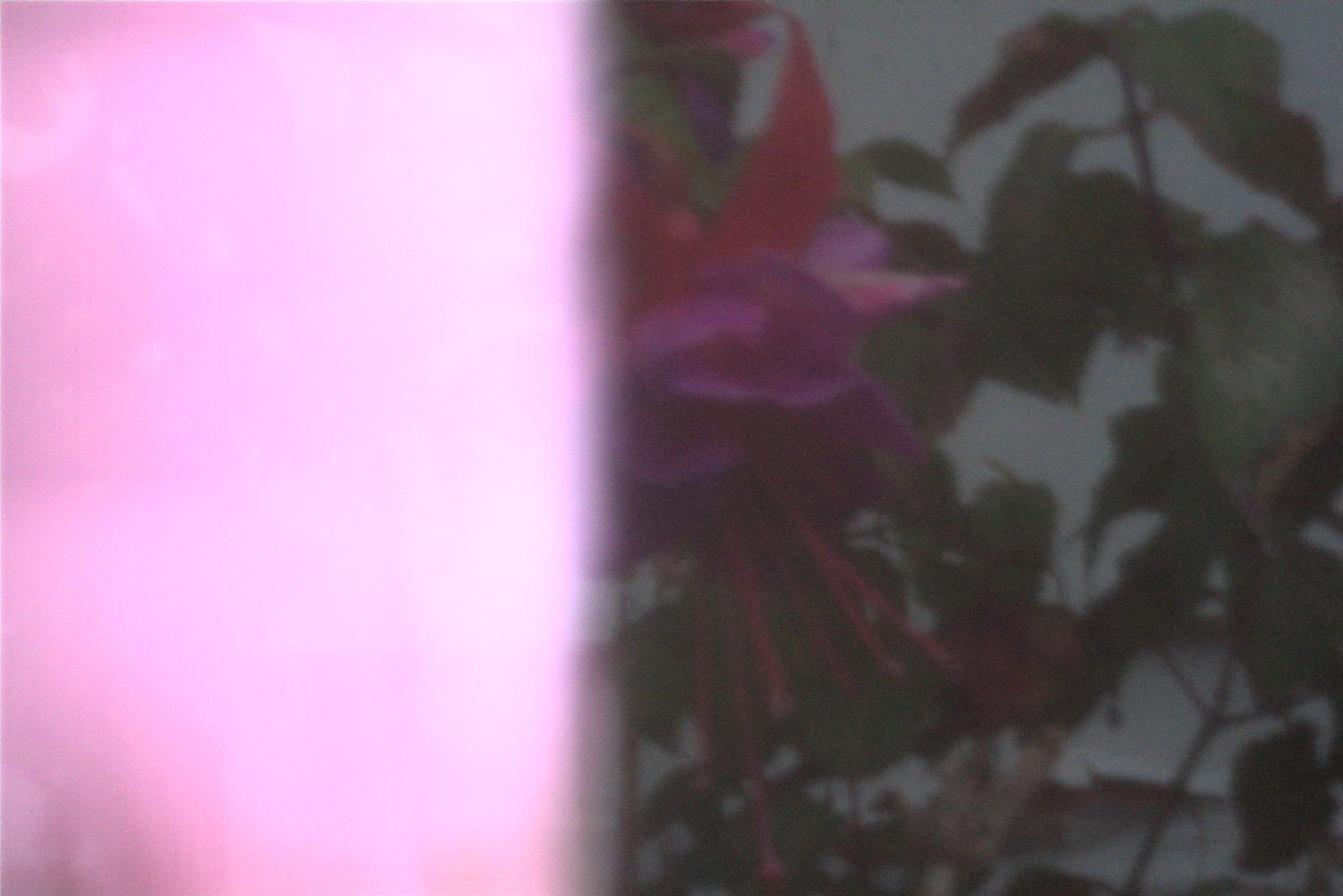 Fuchsia with light leak