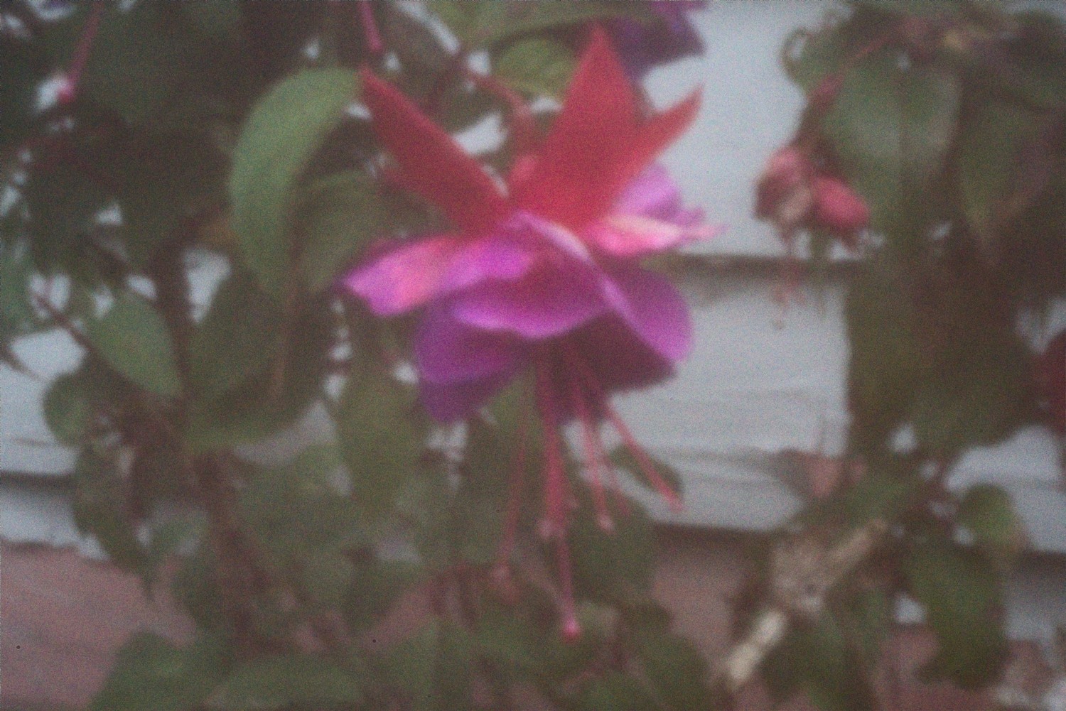 Fuchsia